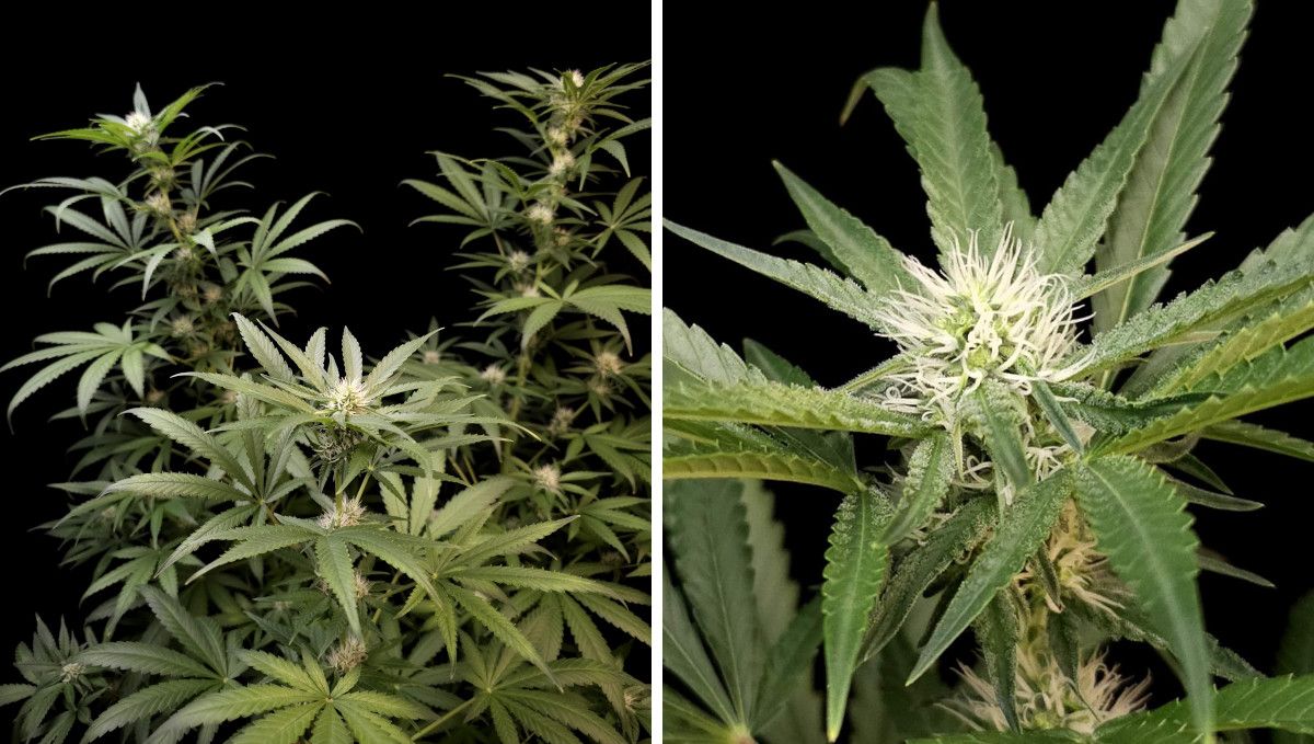 Wedding Cheesecake FF cannabis strain: early flower | weeks 8-9 | a plant with long, stretchy branches and a closeup of its top bud with frosted trim leaves