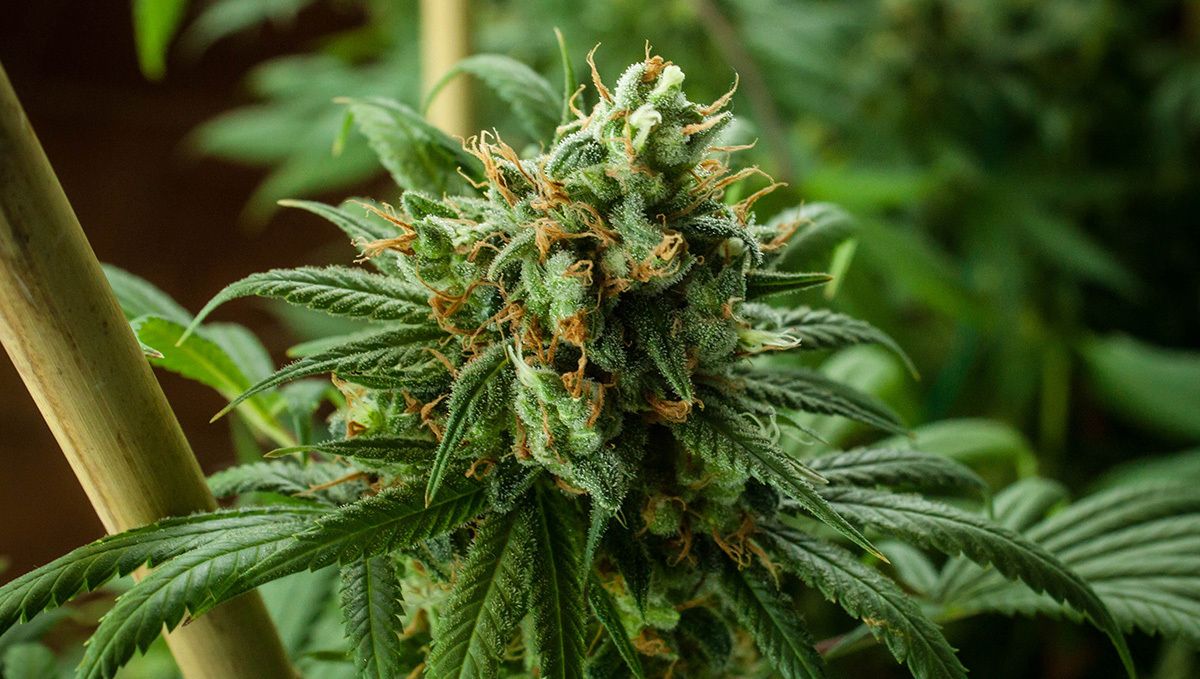 Bedste gødningsplan for autos: hvorfor vælge autoflowers