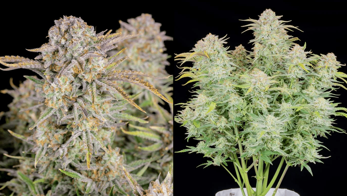 Top 5 ertragreichste Autoflower-Sorten: Bruce Banner Auto