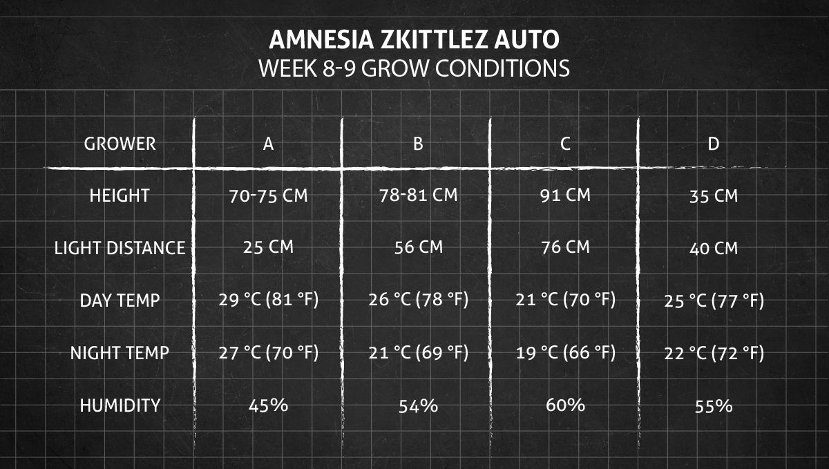Amnesia Z Auto cannabis strain: weeks 8-9 grow conditions