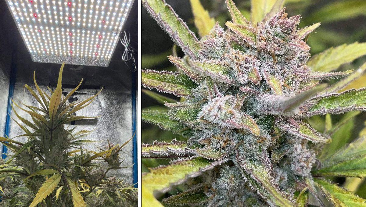 Banana Purple Punch Auto भांग स्ट्रेन: पकना और हार्वेस्ट | सप्ताह 10- | LED के नीचे चिपचिपा पौधा