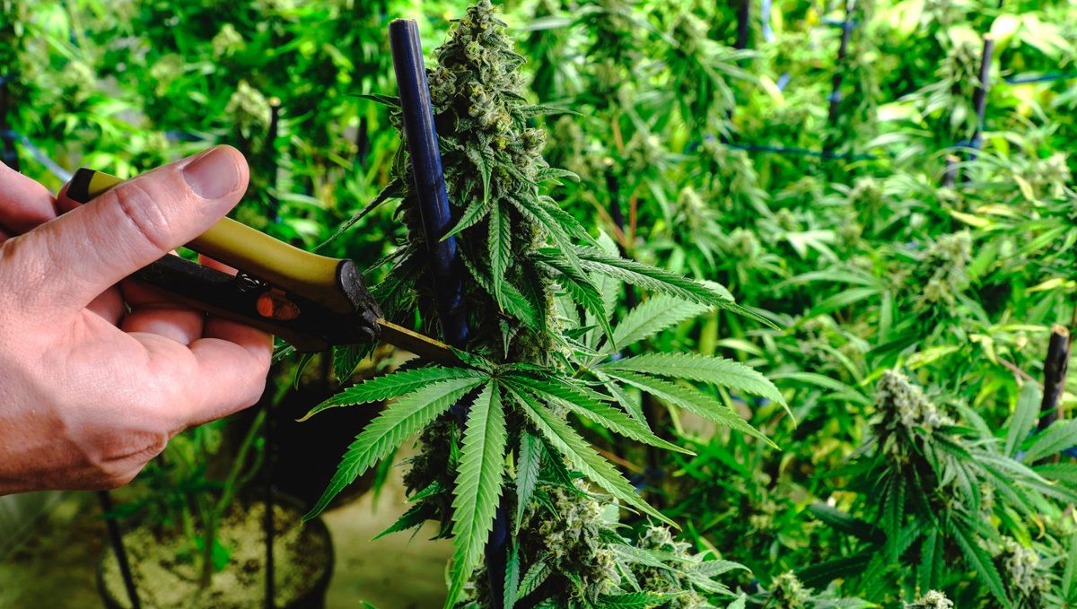 Ist es sicher, autoflowering Cannabis zu entbl&auml;ttern: wie man entbl&auml;ttert