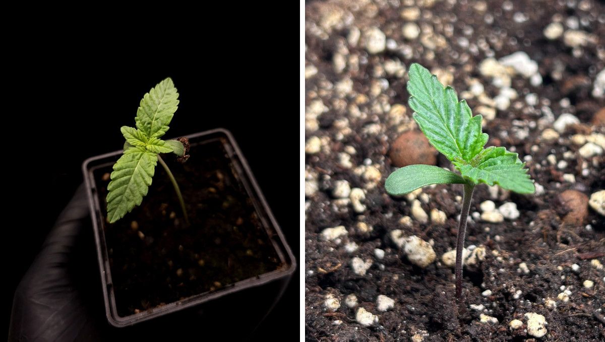 Orange Sherbet FF cannabis strain: germination and seedling stage | week 1 | at the end of the first week