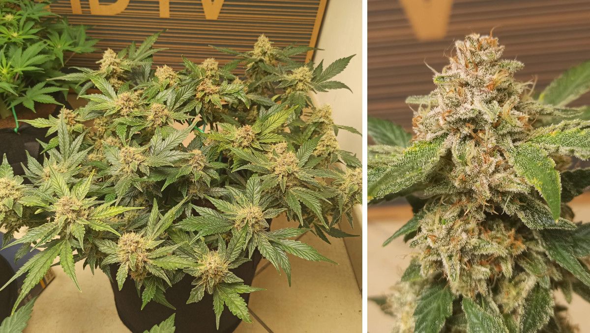 Purple Punch Auto Plants Seed Week-by-Week Guide: A side view of a okous frosty plants bush indoors and a closup of an almost mature bud
