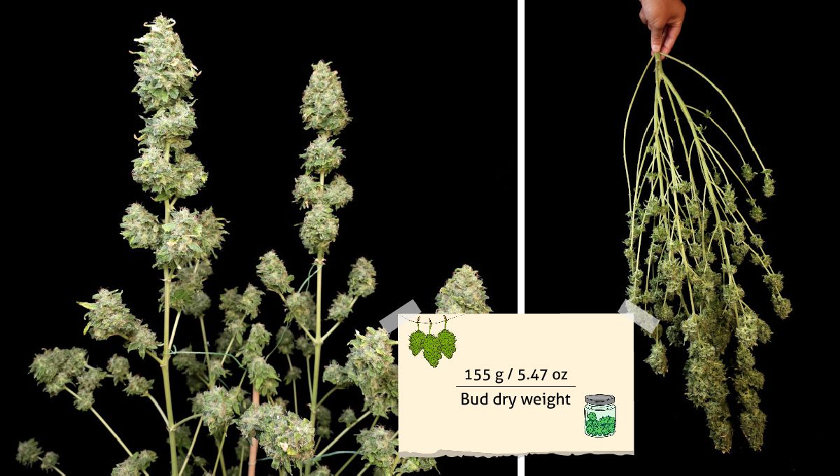 Orange Sherbet FF cannabis strain: yield | a weed plant pre-trimmed before harvest and the same plant cut and shown upside down