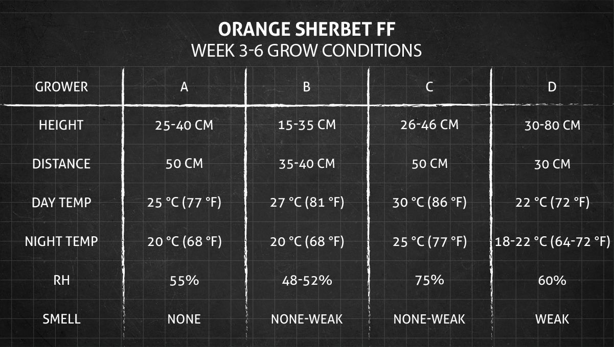 Orange Sherbet FF cannabis strain: weeks 3-6 grow conditions