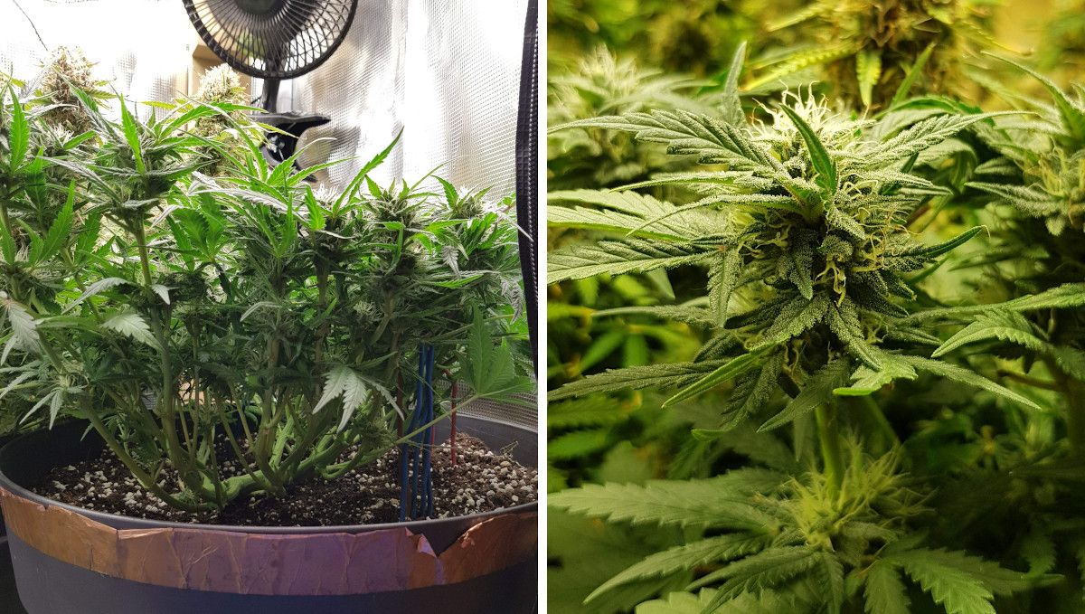 Bubba Kush Auto cannabis strain: early flower | weeks 8-9