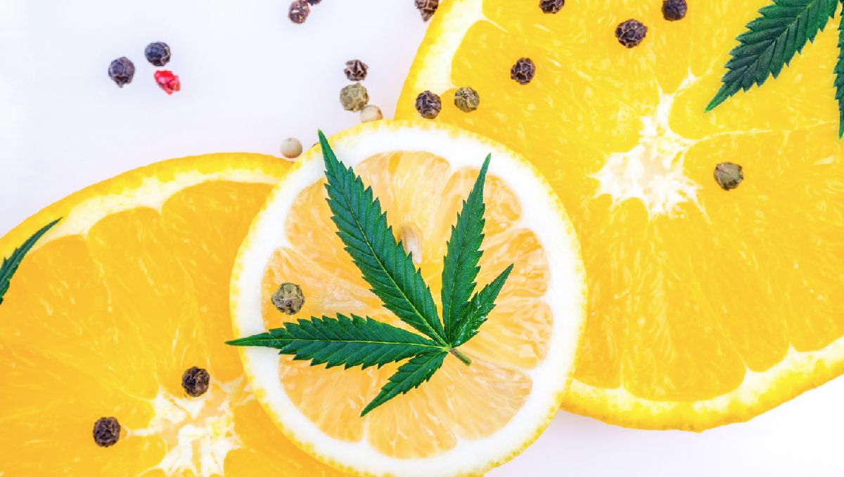 Kaip sustiprinti kanapių efektą? valgykite daug terpenų turintį maistą