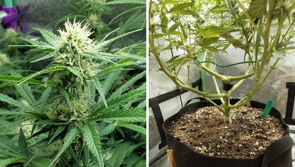 Blue Dream Auto ช่วงดอกต้น | สัปดาห์ที่ 7