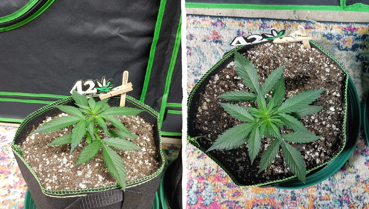 Blueberry auto week-by-week guide: vegetative stage week 2