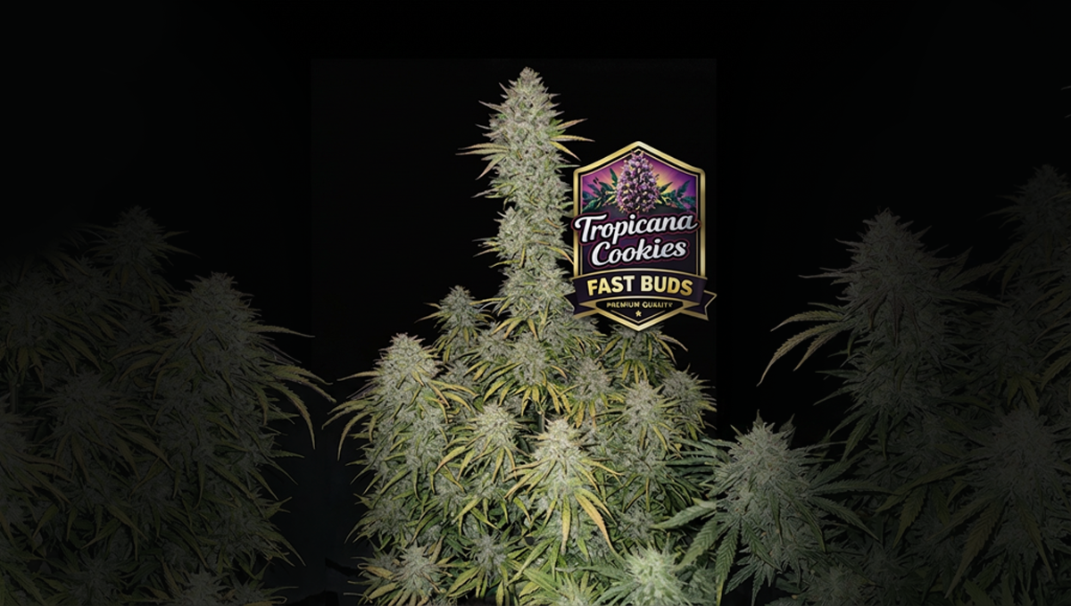 第3位を受賞した見事なTropicana Cookies Auto
