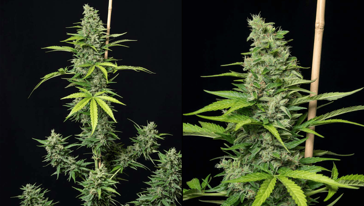Top 5 ertragreichste Autoflower-Sorten: Orange Sherbet Auto