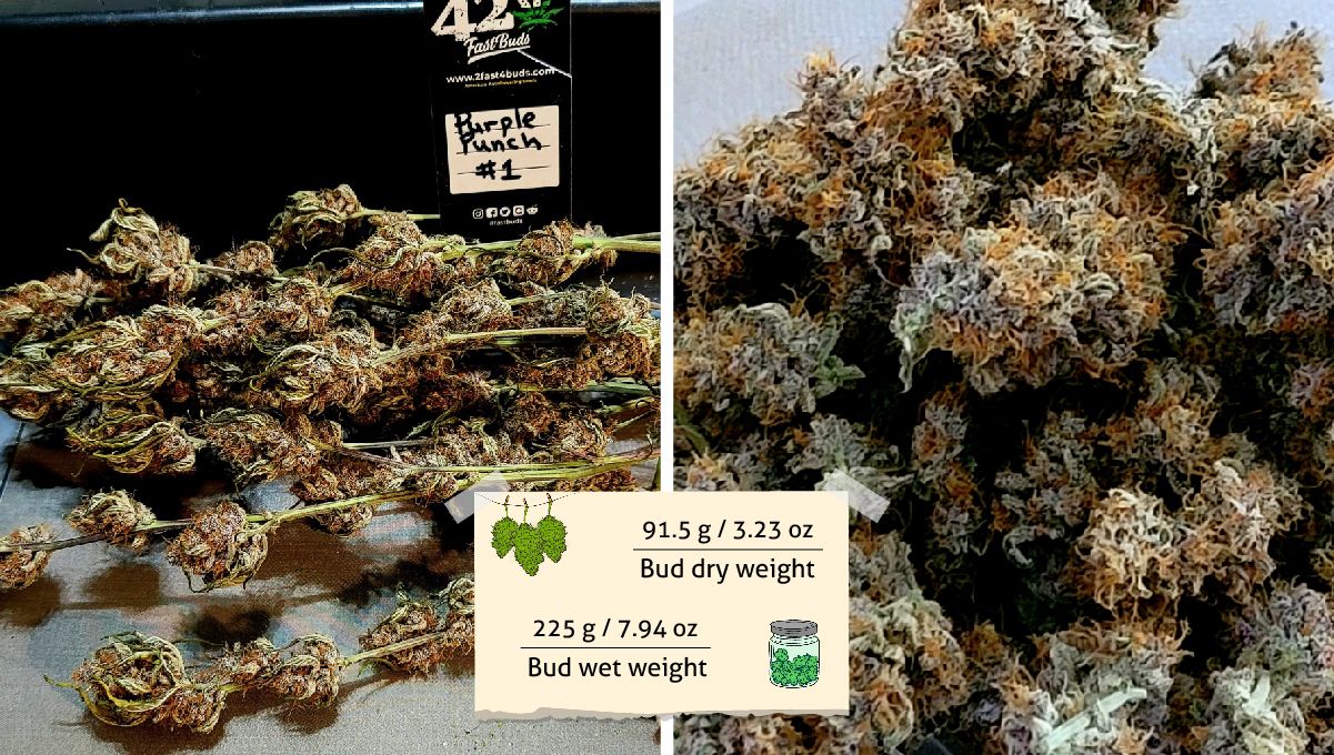 Purple Punch Auto Plants Seed Week-by-Week Guide: Buds before and after dry trimming