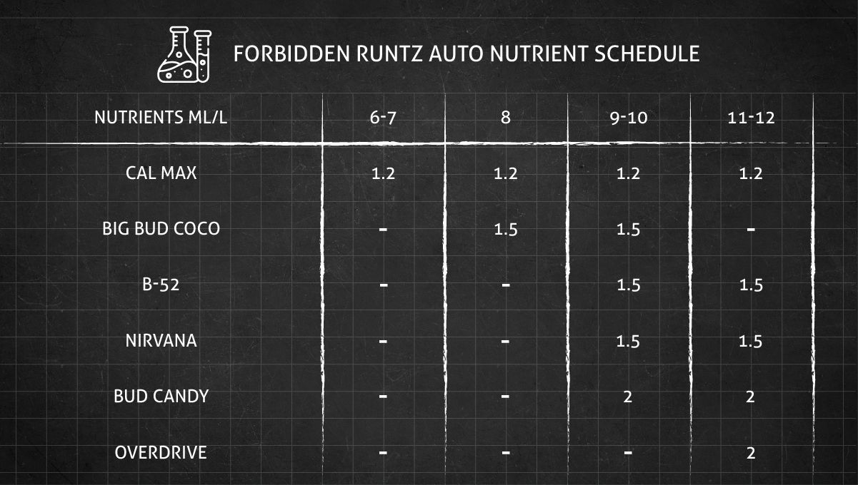 Forbidden Runtz Auto 대마 스트레인 주차별 가이드: 개화기용 GHE 피딩 스케줄 part 2