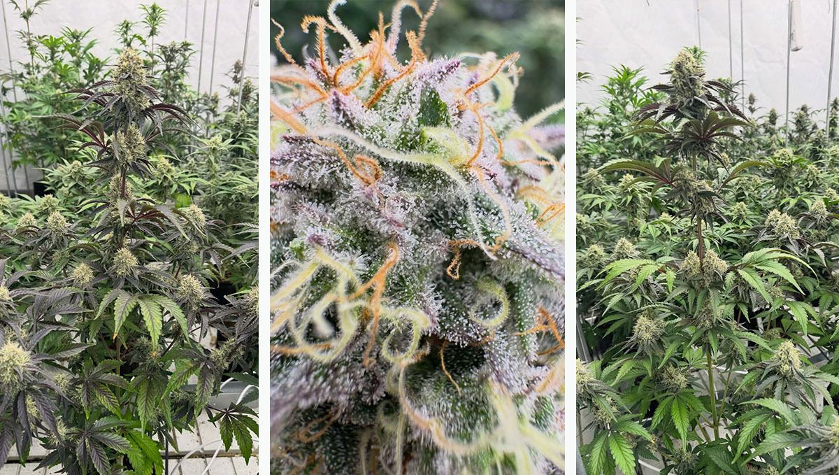 Lemon Cherry Sundae