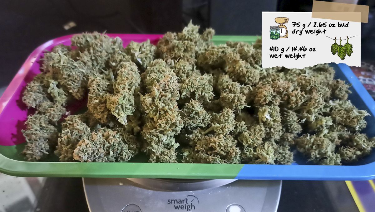 Forbidden Runtz Auto Plants Seed Week-by-Week Guide: A return of dry marihuana buds weighed on scales