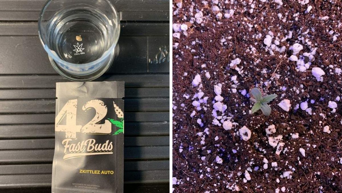 Z Auto Cannabis Strain Week-by-Week Guide: A weed seed in a glass of water with a Fastbuds package in the foreground and a top view of a 1-day old seedling