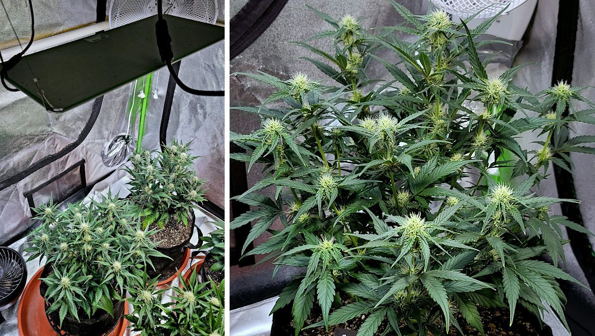 Purple Punch Auto Plants Seed Week-by-Week Guide: An indoor setup with several plantss plants flowering under a LED quantum board and a photo of one of these plants plants