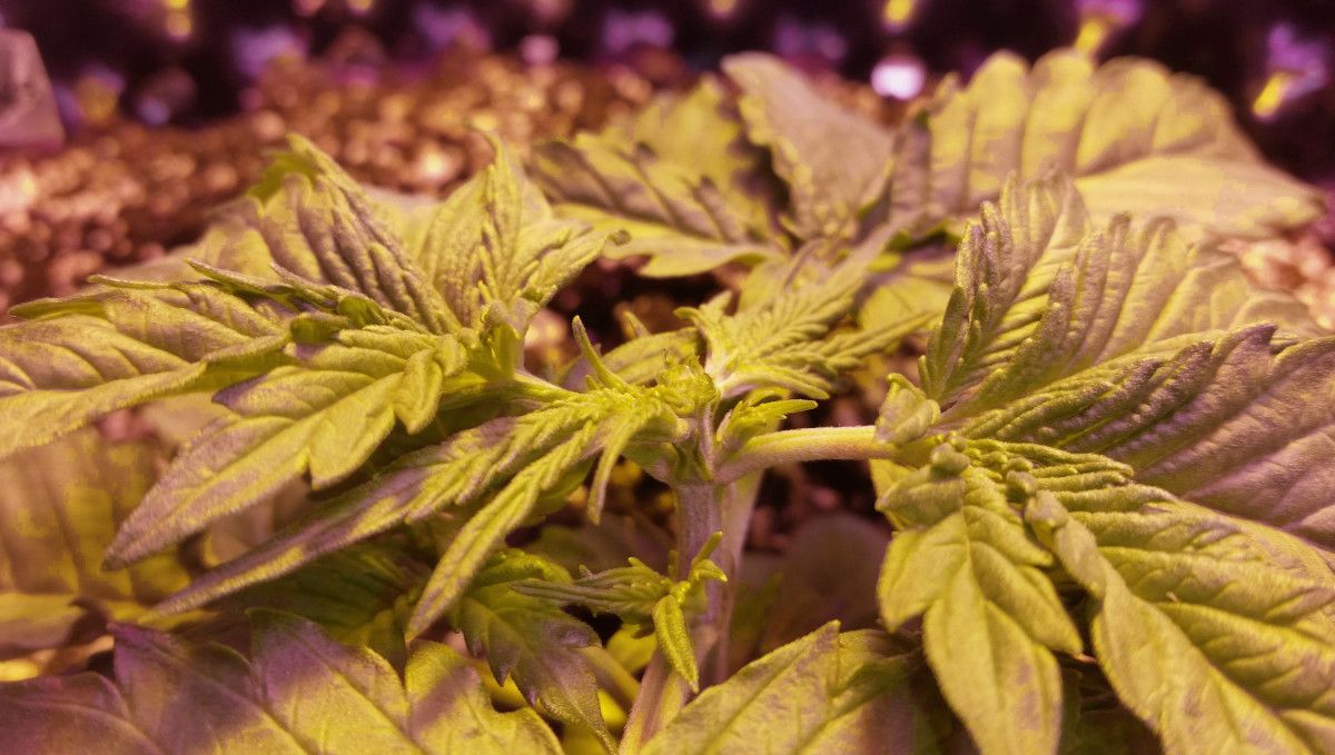 Mexican Airlines Auto cannabis strain: early veg | week 2 | a young ganja plant topped