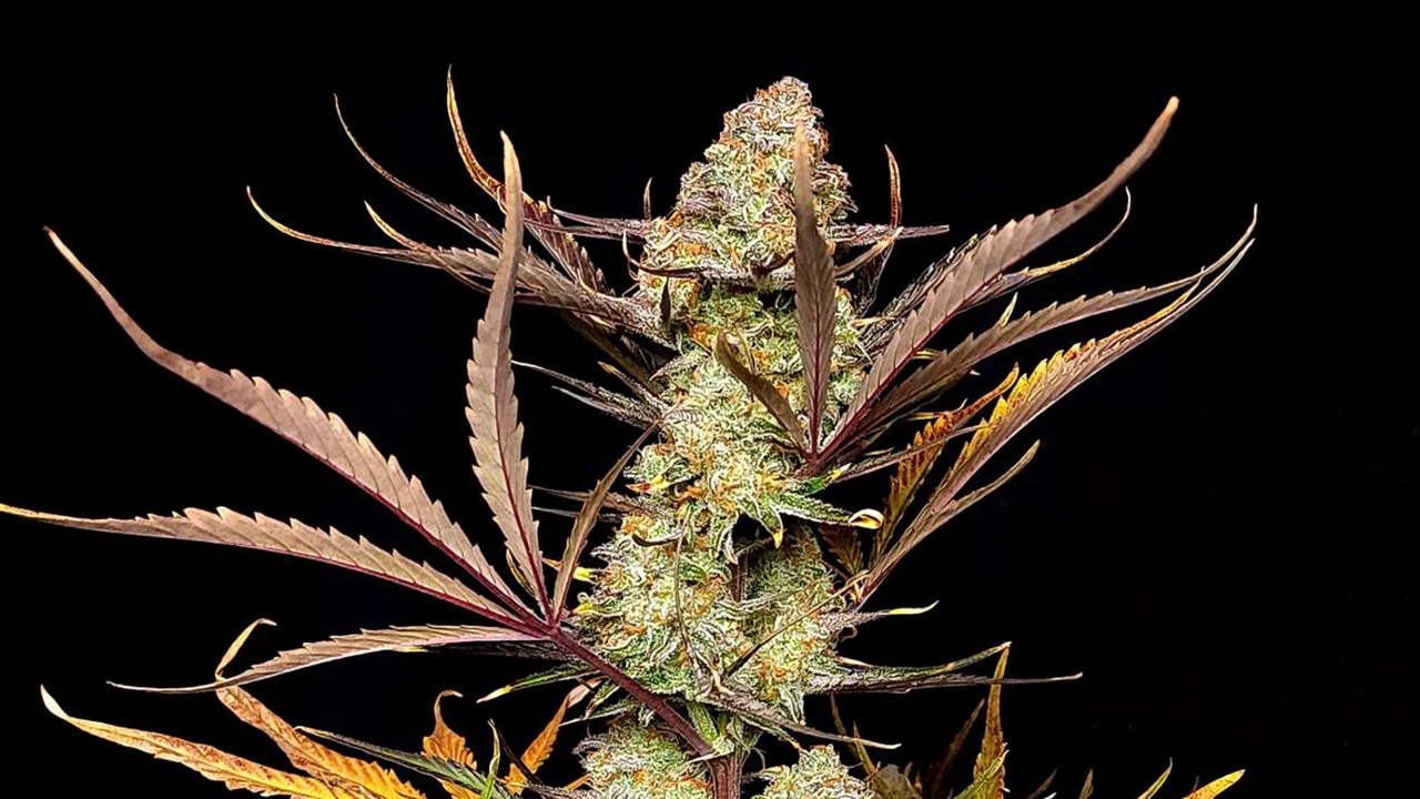 前五高THC自动开花品种：apple strudel auto