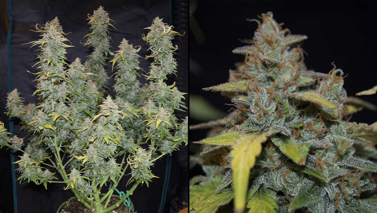 Top 5 new automatic weed strains: z auto