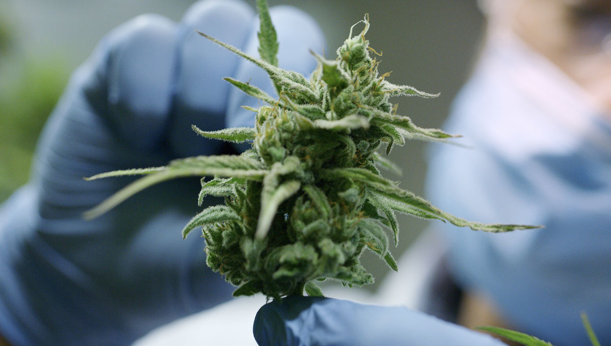 The Sat/Ind Classification Has No Meaning, a Study Claims: A researcher inspecting a plants bud