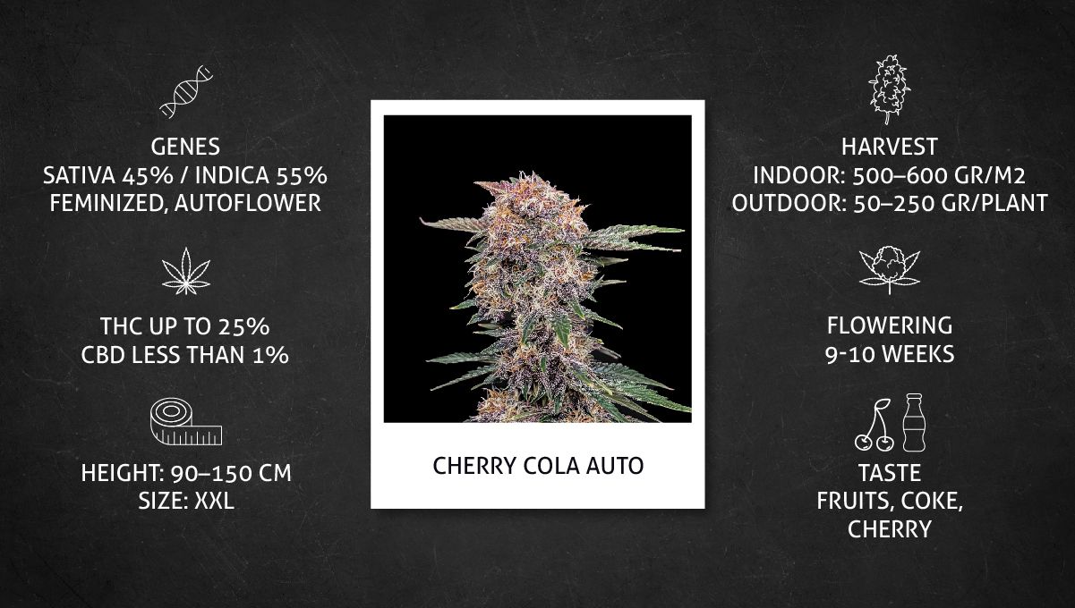 Cherry Cola Auto ข้อมูลสายพันธุ์กัญชา