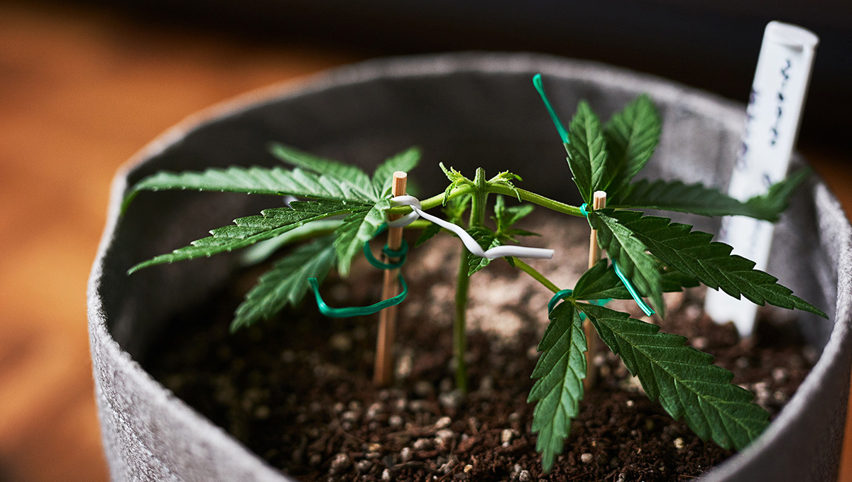 The Botany of Legalization: Thailand Will Now Allow Plants Flowers and Seeds: A young plants plant topped above the third node and grown indoors in a textile grow bag