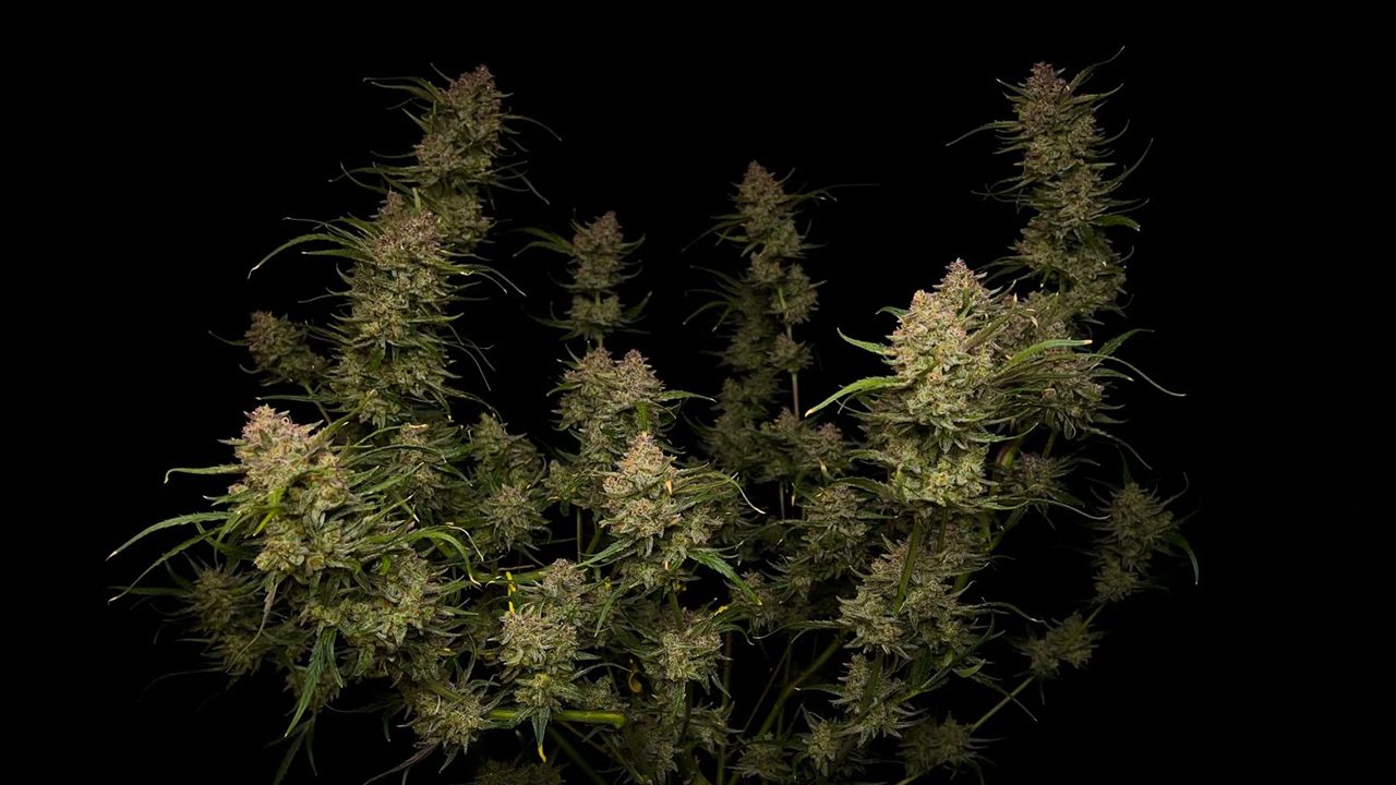 The top 5 fastest autos: guava auto