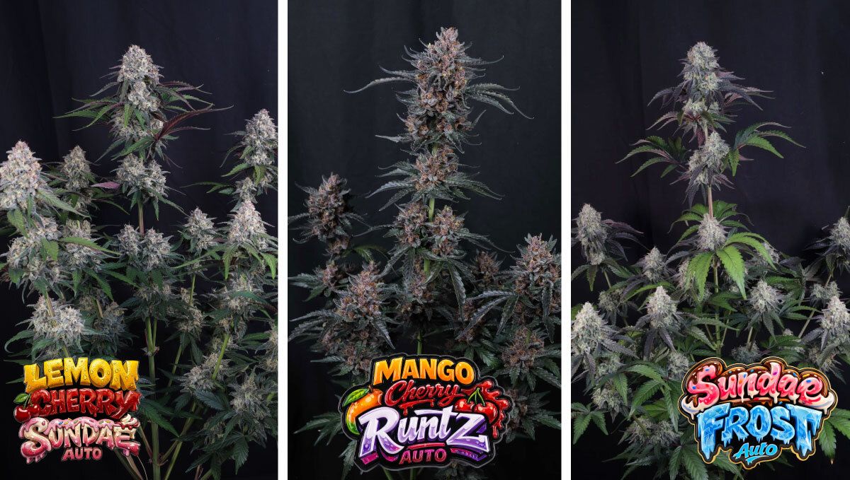 Collage2.jpg Champions strains