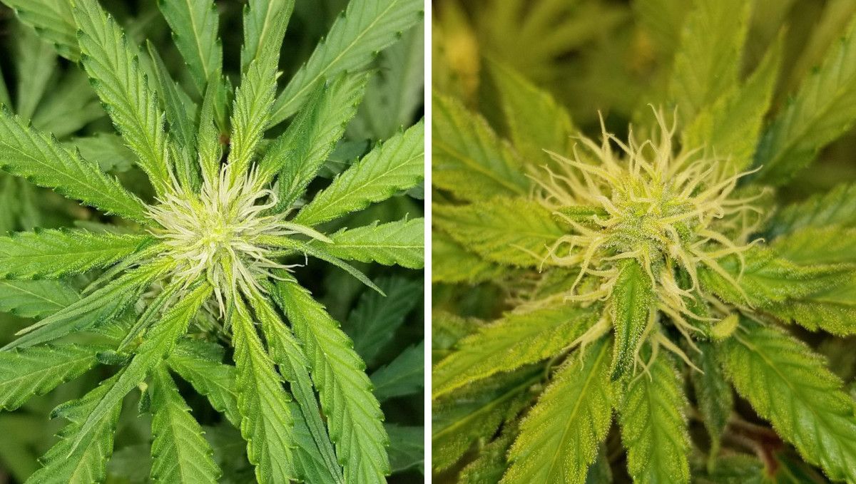 Grapefruit Auto cannabis strain: early flower | weeks 7-8