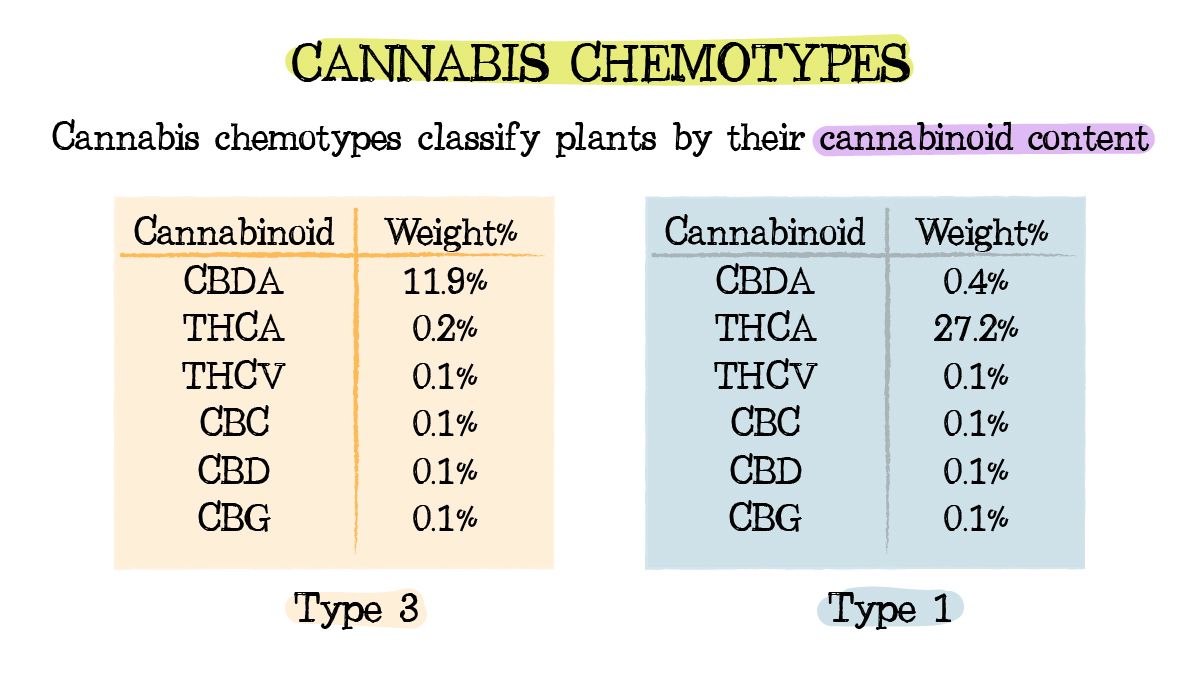 Plants chemtypes and chemovars: what are chemotypes?
