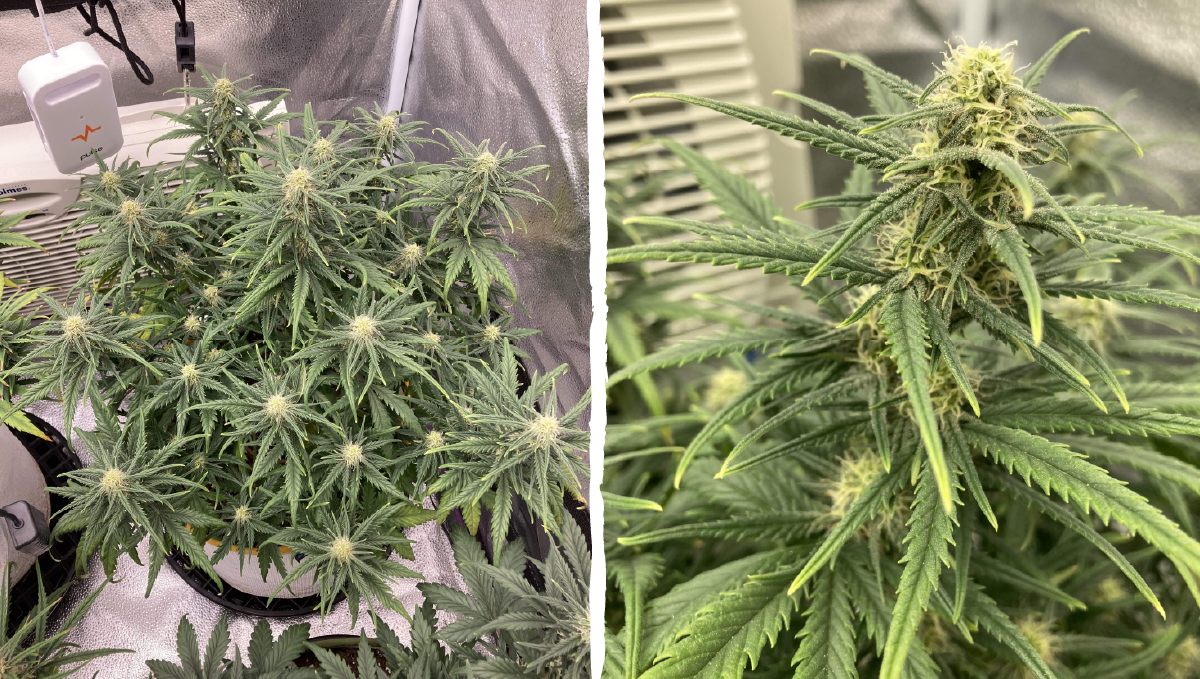 Trainwreck auto week-by-week: flowering stage week 6