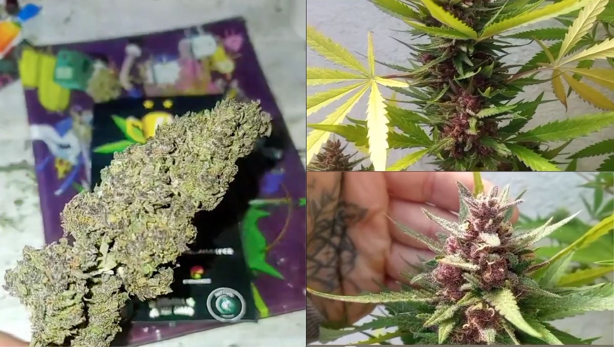 Close-up of Banana Purple Punch Auto buds before and after return, showcasing their vibrant colors and quality.