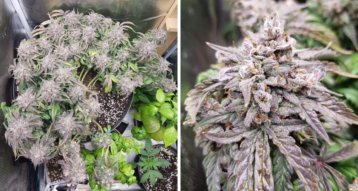 Bubba Kush Auto cannabis strain: ripening and harvest | weeks 14-16