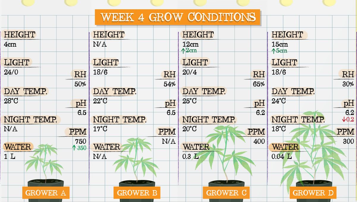 Forbidden Runtz Auto Plants Seed Week-by-Week Guide: Week 4 grow conditions