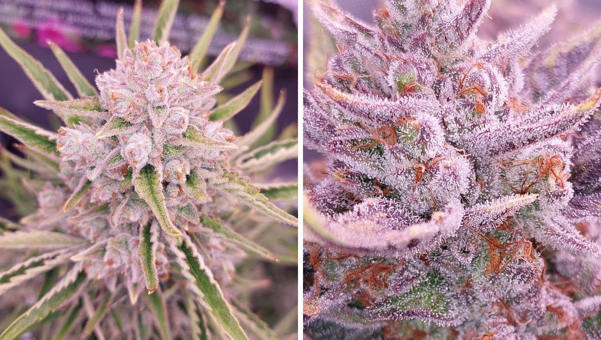 Cherry Cola Auto: สุกและเก็บเกี่ยว สีชมพูสวย