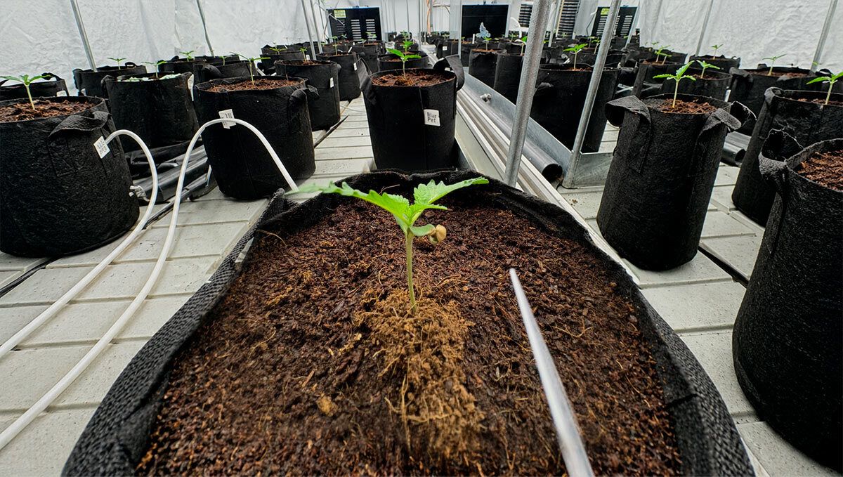 Plantio em Coco