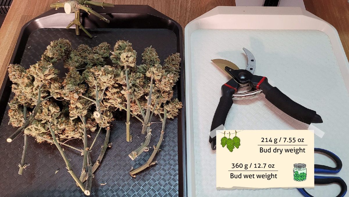 Gorilla Cookies Auto Plants Seed Week-by-Week Guide: Freshly trimmed buds