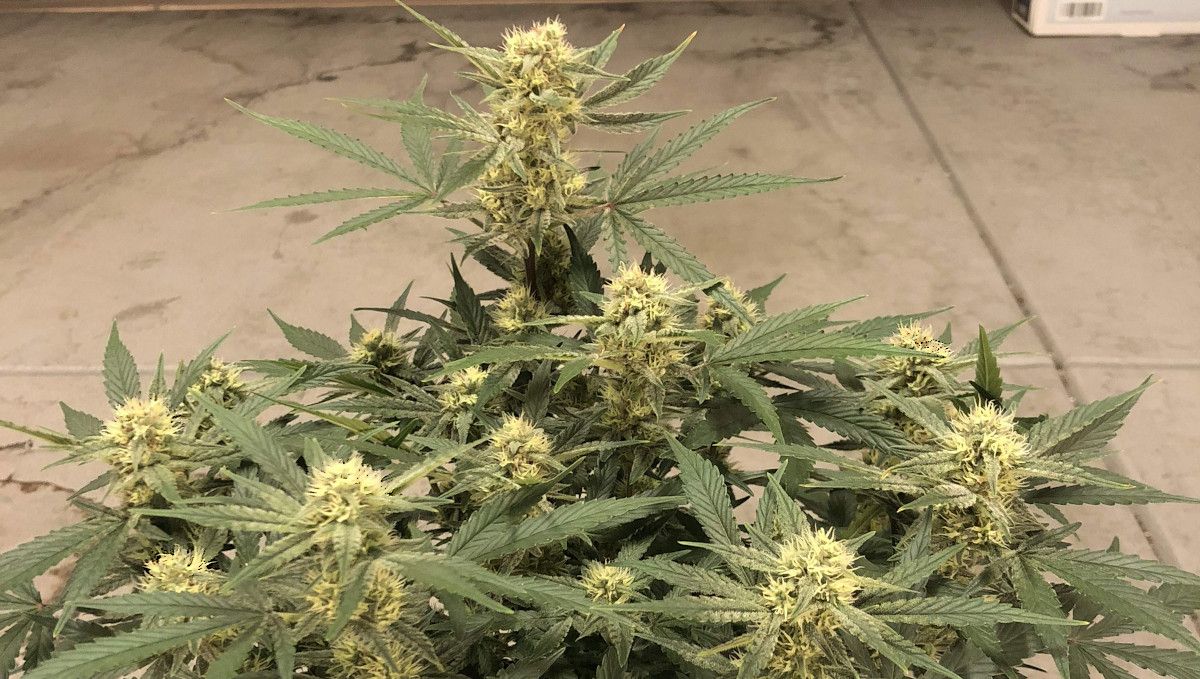 Girl Scout Cookies Auto Plants Seed Week-by-Week Guide: An indoor ganja plant in mid-flower with one okous cola slightly taller than the rest