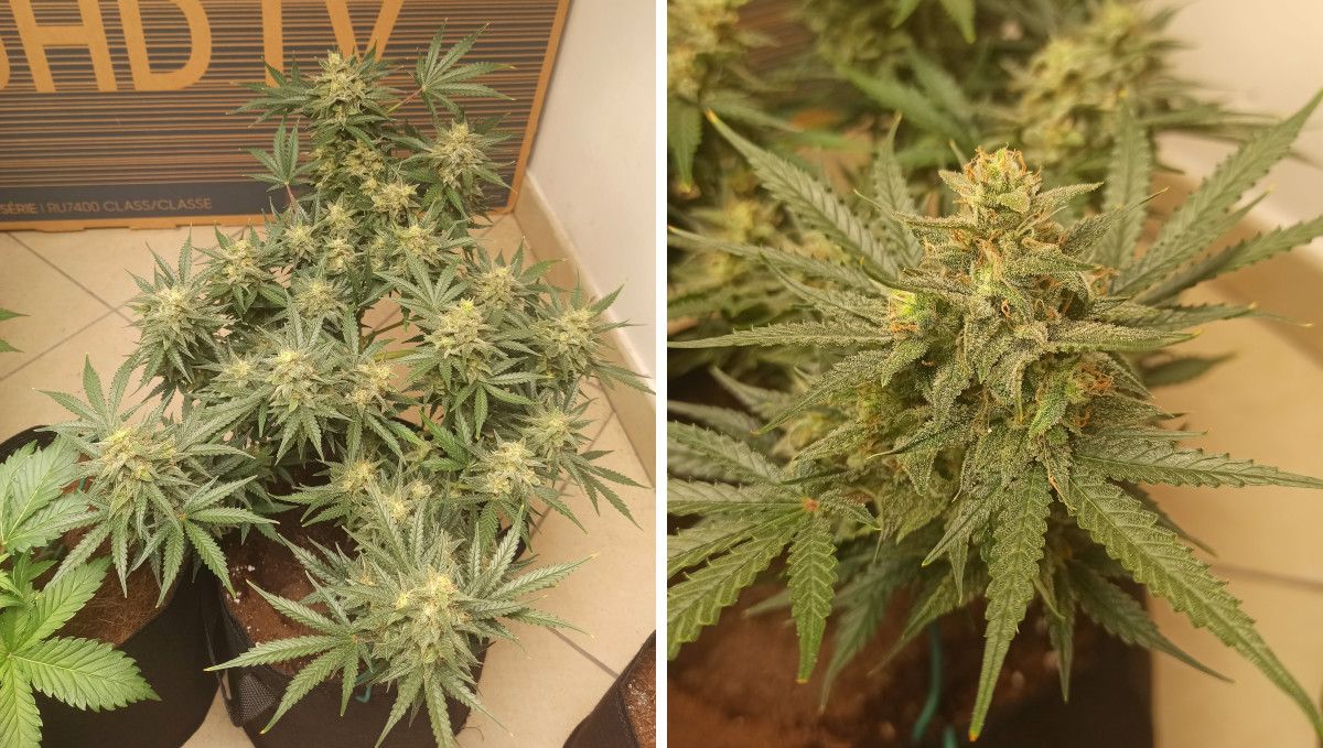 Mimosa Cake Auto cannabis strain: ripening and harvest | weeks 10-11 | a cannabis plant with a flat canopy and its bud on the eve of the harvest