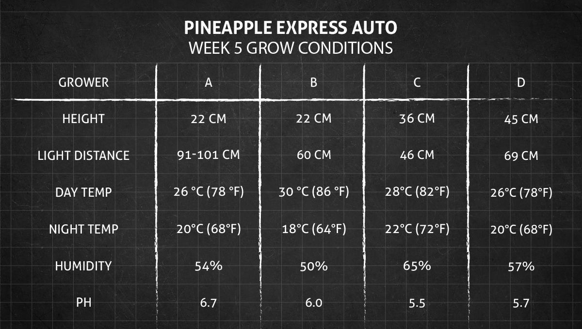 Pineapple Express Auto cannabis-variant: vekstbetingelser uke 5