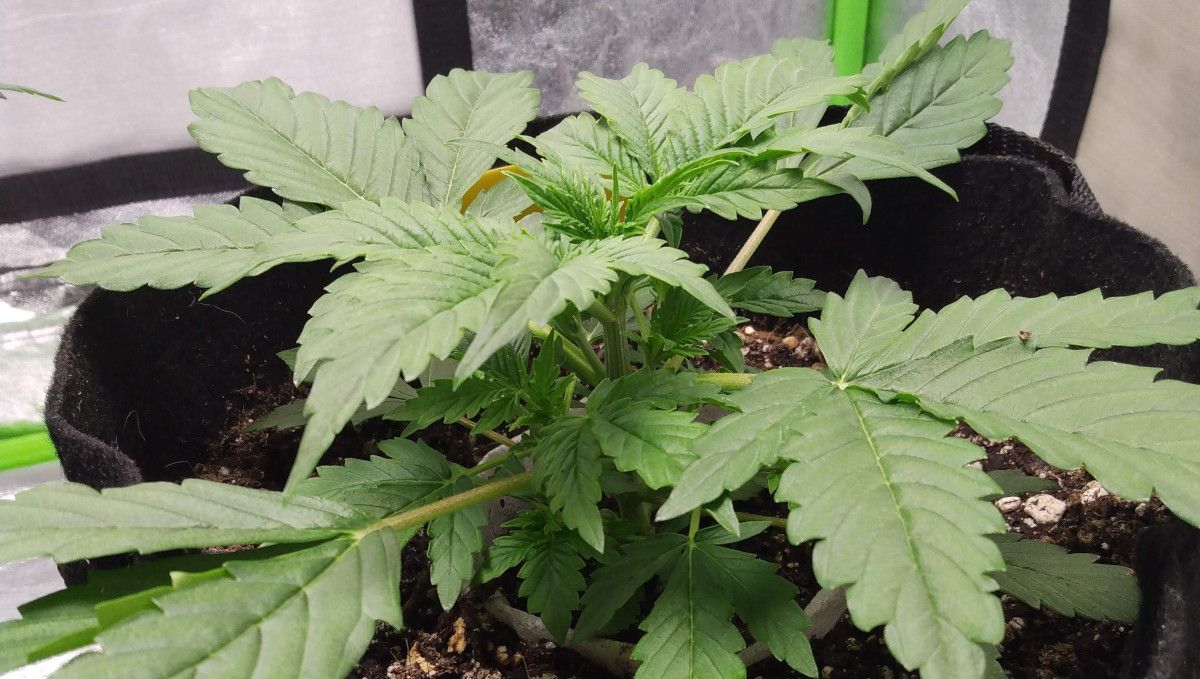 Green Crack Auto cannabis strain: early veg | week 2 | a compact and bushy young autoflower