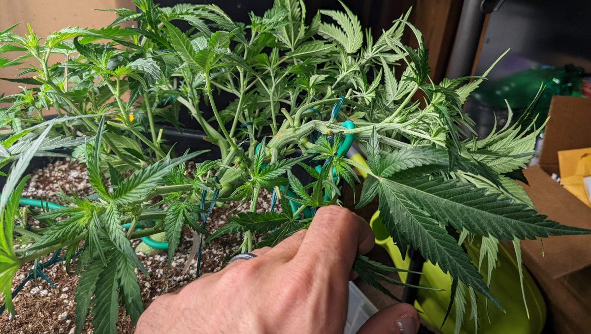 Banana Purple Punch Auto भांग स्ट्रेन: ट्रांजिशन (प्री-फ्लावर) | सप्ताह 5 | पौधे की ट्रेनिंग होती हुई