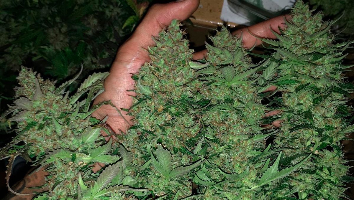 Stardawg auto strain history: how to grow stardawg auto