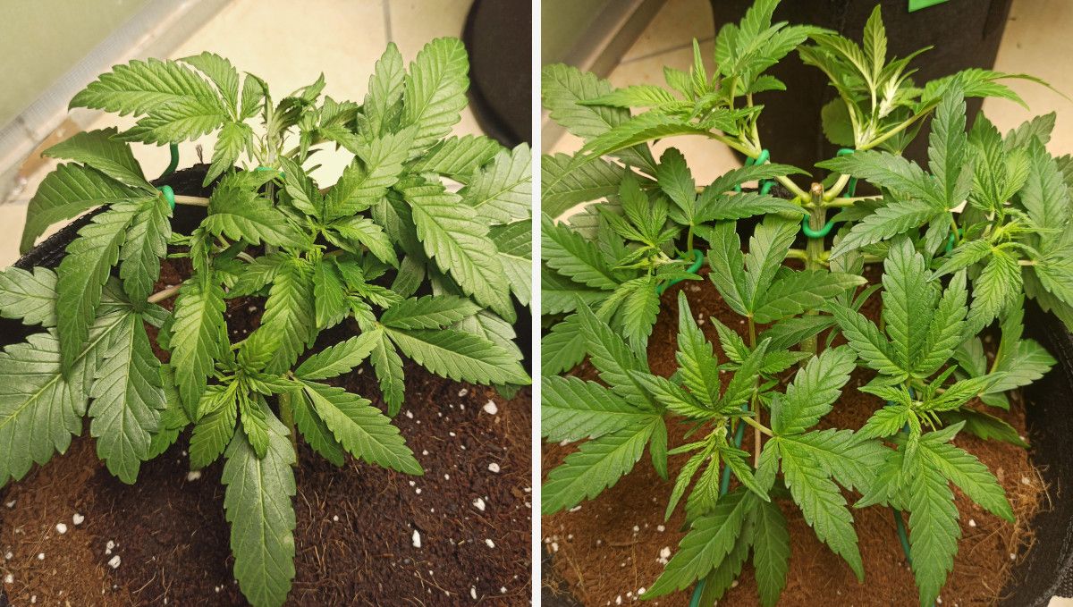 Purple Punch Auto大麻品种周周指南：4周龄自动花被意外打顶后