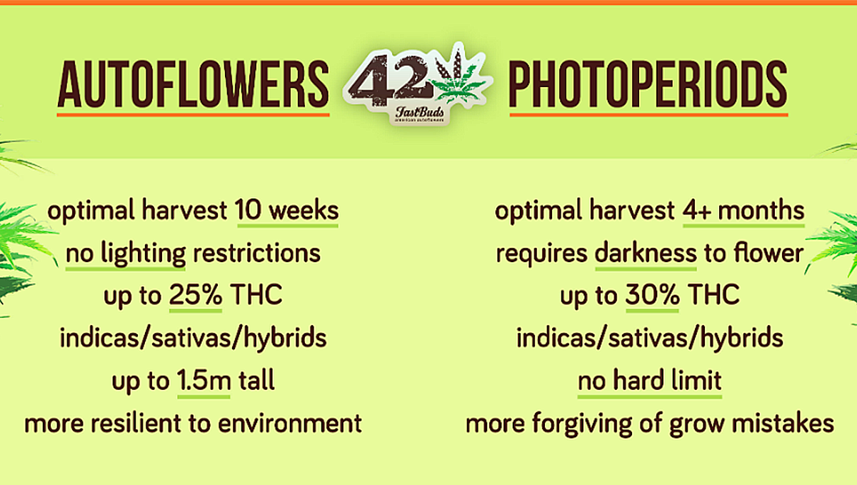 Tabel over fordele og ulemper ved autoflowering cannabis