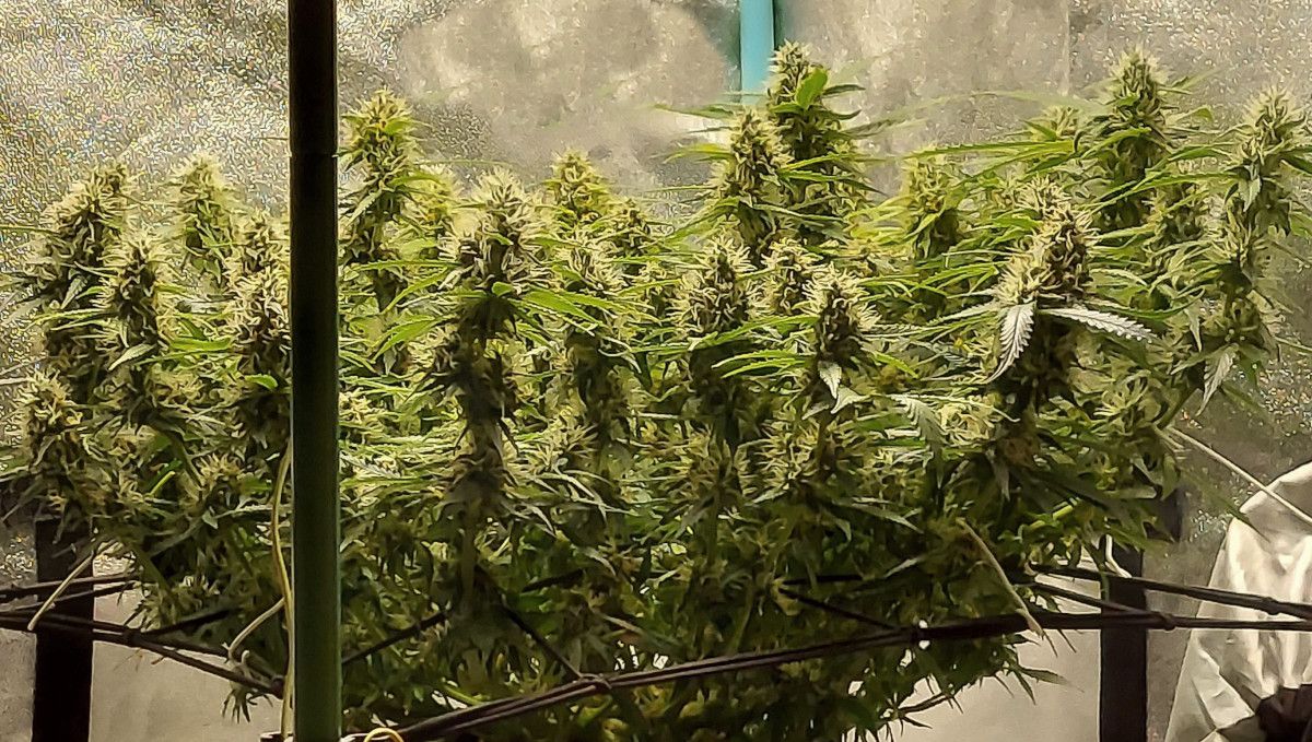 Super Lemon Haze Auto cannabis strain: mid flower (bulk phase) | weeks 8-9 | a lush multi-branch autoflower with many immature-looking colas