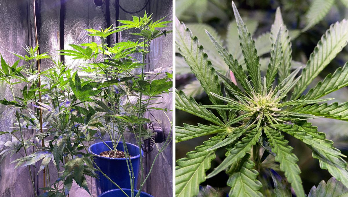 GG4 Sherbet FF cannabis strain: transition (pre-flower) | week 7 | three stretchy plants in an indoor tent and a closeup of a flowering top
