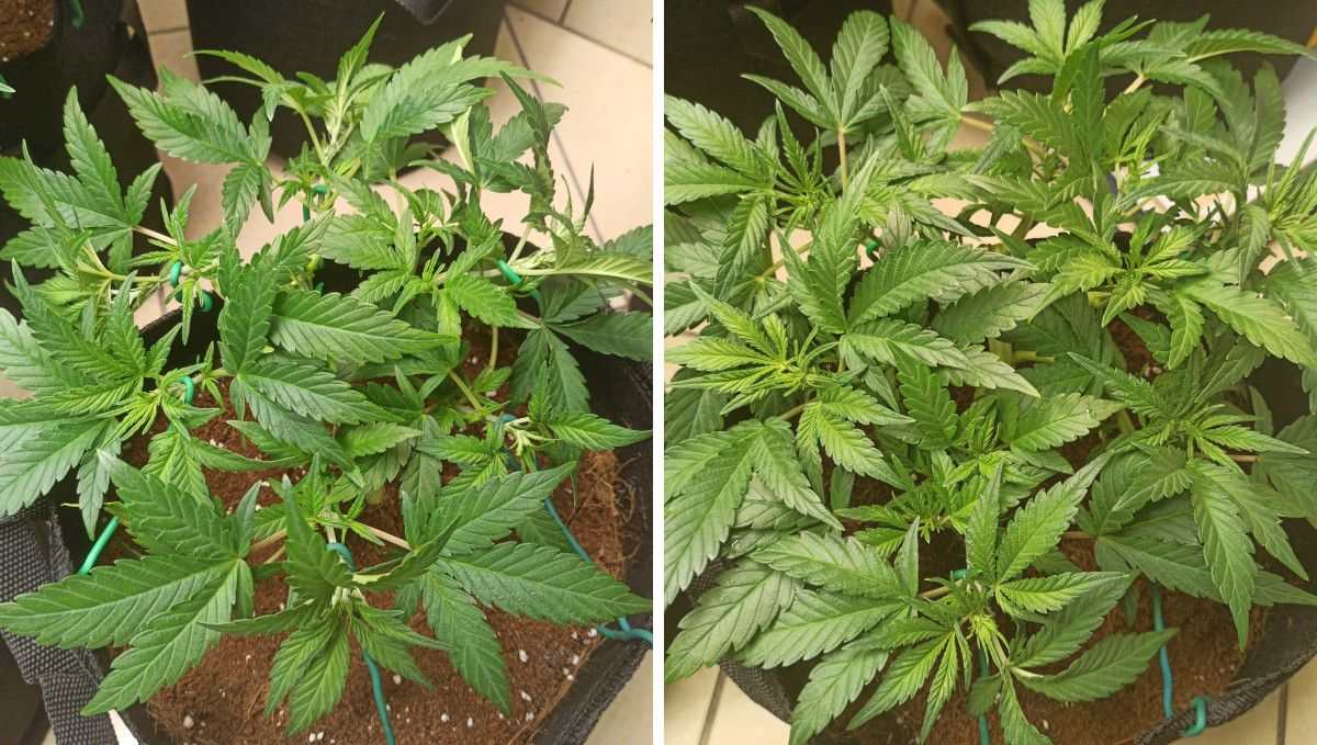 Purple Punch Auto Plants Seed Week-by-Week Guide: A 5-week-old plants bush continues to veg; its branches are trained with braces